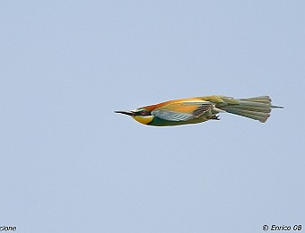 Animali 280